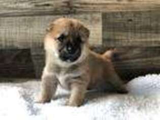 Shiba Inu Puppy for sale in Snohomish, WA, USA