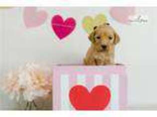 Goldendoodle Puppy for sale in Little Rock, AR, USA