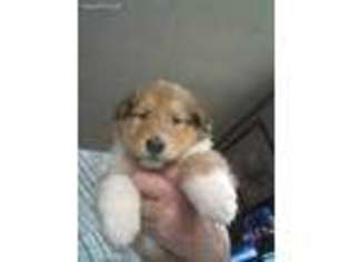 Collie Puppy for sale in Woodland, PA, USA