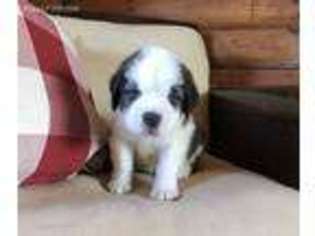 Saint Bernard Puppy for sale in Lyndonville, NY, USA