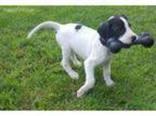 Great Dane Puppy for sale in Montgomery, MI, USA