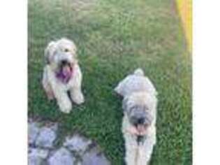 Soft Coated Wheaten Terrier Puppy for sale in Winter Haven, FL, USA