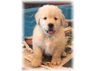 Golden Retriever Puppy for sale in Springfield, TN, USA