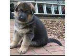 German Shepherd Dog Puppy for sale in Cicero, IN, USA