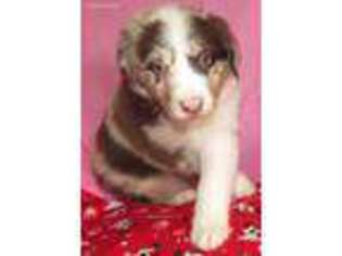 Australian Shepherd Puppy for sale in Lynchburg, VA, USA