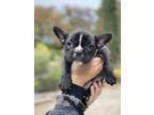 French Bulldog Puppy for sale in Valley Springs, CA, USA