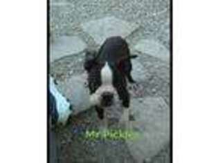 Boston Terrier Puppy for sale in Oologah, OK, USA