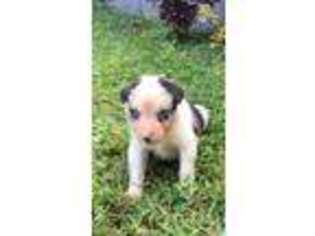 Border Collie Puppy for sale in Orlando, FL, USA