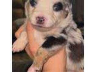 Australian Shepherd Puppy for sale in Jonesboro, TX, USA