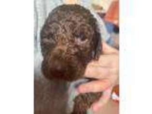 Labradoodle Puppy for sale in Lemont, IL, USA