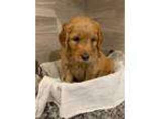 Golden Retriever Puppy for sale in Roanoke, IL, USA
