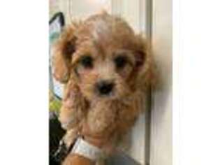 Cavachon Puppy for sale in Rutland, IL, USA