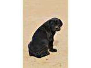 Neapolitan Mastiff Puppy for sale in Marana, AZ, USA