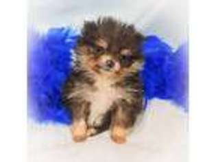 Pomeranian Puppy for sale in Apex, NC, USA