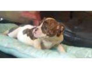 Bulldog Puppy for sale in SOUTH PLAINFIELD, NJ, USA