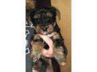 Yorkshire Terrier Puppy for sale in Moxee, WA, USA