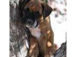 Boxer Puppy for sale in Kingsland, GA, USA