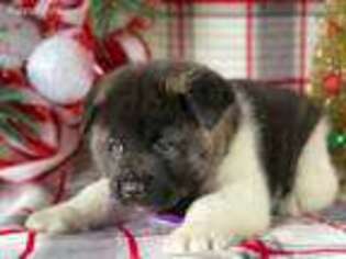 Akita Puppy for sale in Lancaster, PA, USA