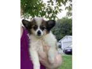 Papillon Puppy for sale in Piketon, OH, USA