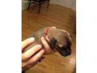 Great Dane Puppy for sale in Winder, GA, USA