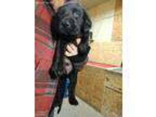 Labrador Retriever Puppy for sale in Chesaning, MI, USA