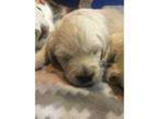 Golden Retriever Puppy for sale in Connell, WA, USA