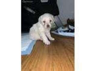 Mutt Puppy for sale in Roslyn, NY, USA