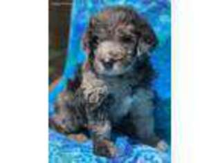 Goldendoodle Puppy for sale in Jackson, MI, USA