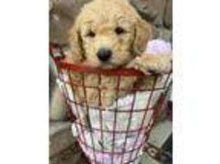 Goldendoodle Puppy for sale in Wellsville, UT, USA