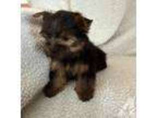 Yorkshire Terrier Puppy for sale in COLORADO SPRINGS, CO, USA