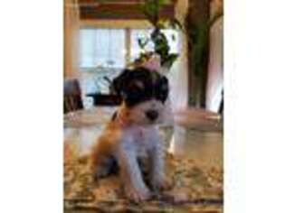 Mutt Puppy for sale in Fayetteville, NC, USA