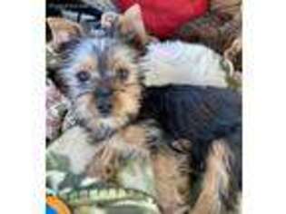 Yorkshire Terrier Puppy for sale in Webster, NY, USA