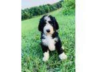 Mutt Puppy for sale in Hobgood, NC, USA