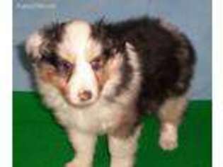 Shetland Sheepdog Puppy for sale in Coopersburg, PA, USA