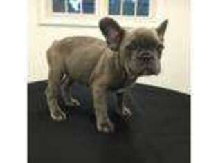 French Bulldog Puppy for sale in Needham, MA, USA