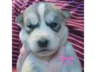 Siberian Husky Puppy for sale in Goochland, VA, USA
