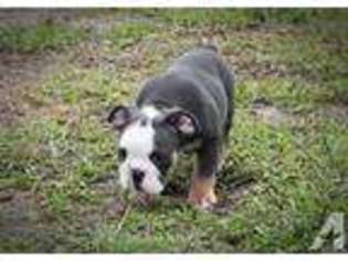 Bulldog Puppy for sale in SANDSTON, VA, USA