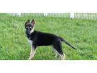 German Shepherd Dog Puppy for sale in Tiverton, RI, USA