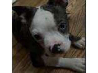 Boston Terrier Puppy for sale in Mansfield, MA, USA