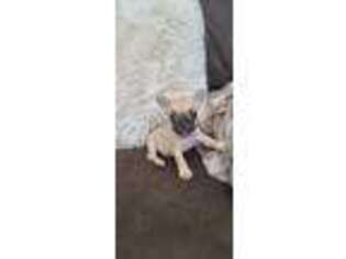 French Bulldog Puppy for sale in Spanish Fork, UT, USA