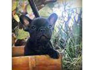 French Bulldog Puppy for sale in Waco, TX, USA