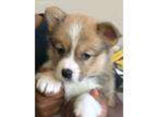 Pembroke Welsh Corgi Puppy for sale in Muscatine, IA, USA