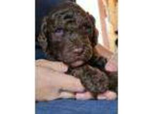 Labradoodle Puppy for sale in Lexington Park, MD, USA