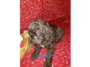 Labradoodle Puppy for sale in Catawba, NC, USA
