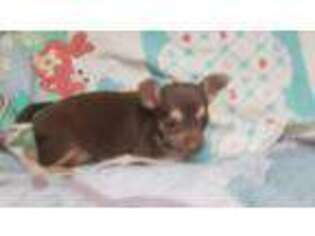 Chihuahua Puppy for sale in West Plains, MO, USA