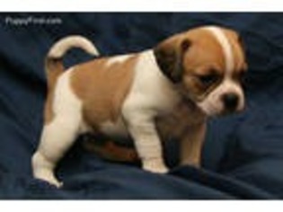 Puggle Puppy for sale in Clarkson, KY, USA