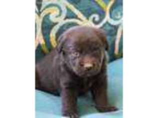 Labrador Retriever Puppy for sale in Milltown, IN, USA