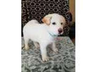 Akita Puppy for sale in Corona, CA, USA