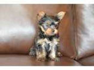 Yorkshire Terrier Puppy for sale in PITTSBURGH, PA, USA
