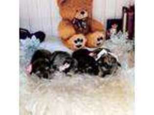 Mutt Puppy for sale in Seguin, TX, USA